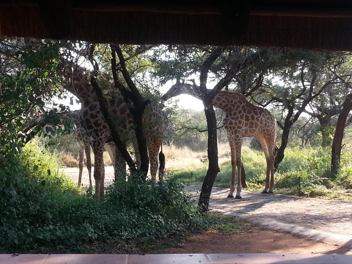 Ferienwohnung Marloth Wild Fig Studio Marloth Park Exterior foto